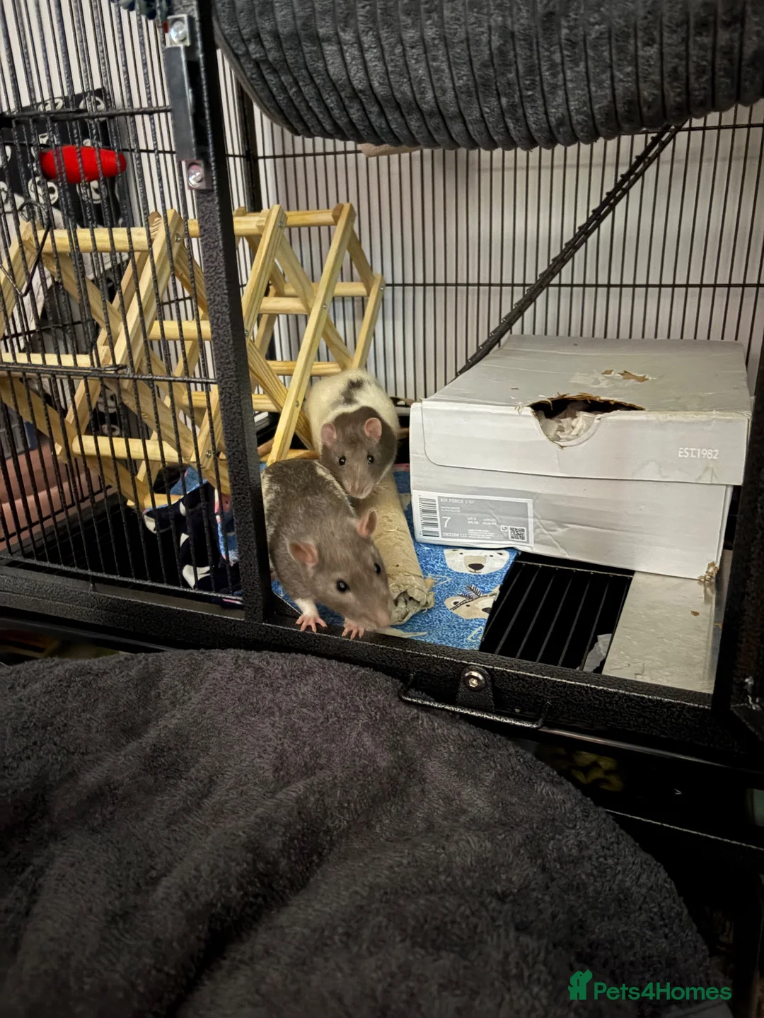 Rat rodents for sale: Male rats - Advert 2