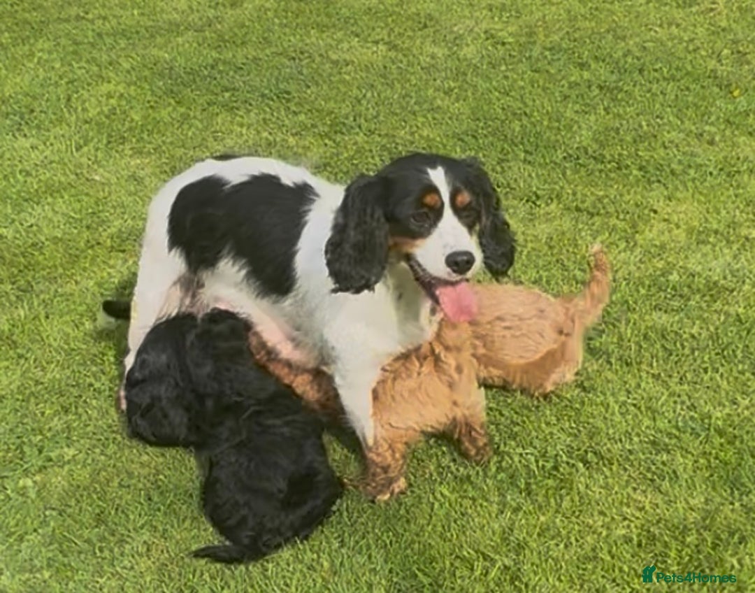 Mixed Breed dogs for sale: Beautiful cockalierpoo pups  - Image 6