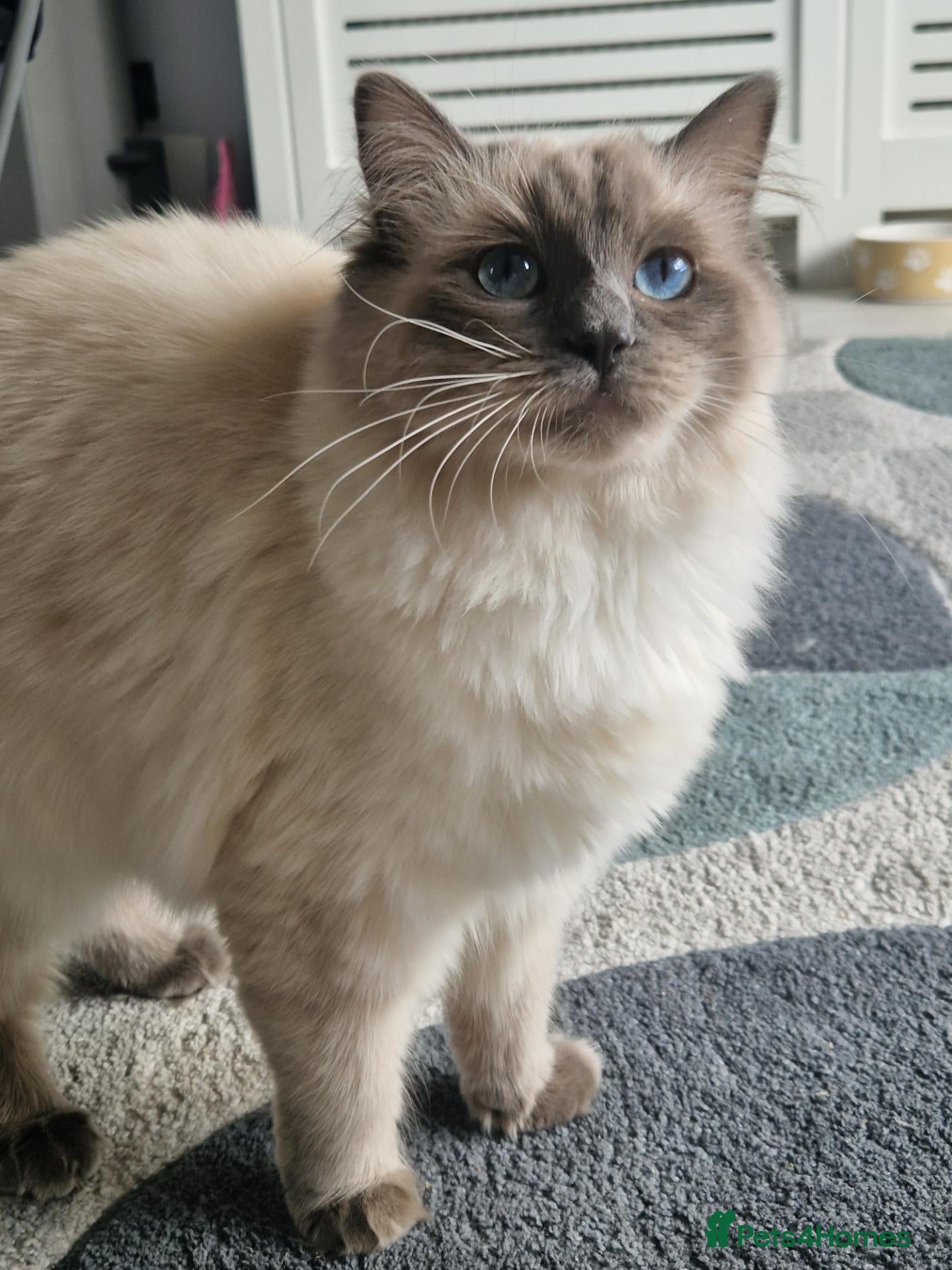 Ragdoll cats Gorgeous Ragdoll Kitten - Advert 9