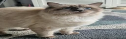 Ragdoll cats for sale: Gorgeous Ragdoll Kitten - Advert 1