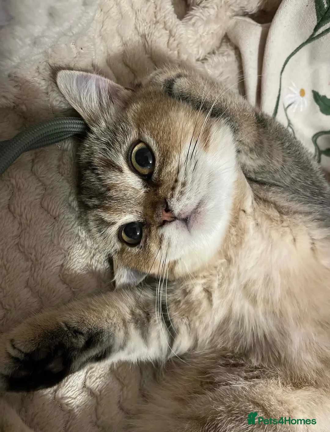 British Shorthair cats for sale: Cute Golden Shaded Female British Shorthair - Advert 2