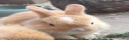 Mini Lion Lop rabbits for sale: Mini lion lop boys  - Advert 3