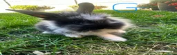 Lionhead rabbits for sale: Lionhead rabbits for sale  - Advert 13