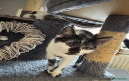 Mixed Breed cats for sale: 1 female left-Gorgeous Bengal X British Shorthair  - Advert 14