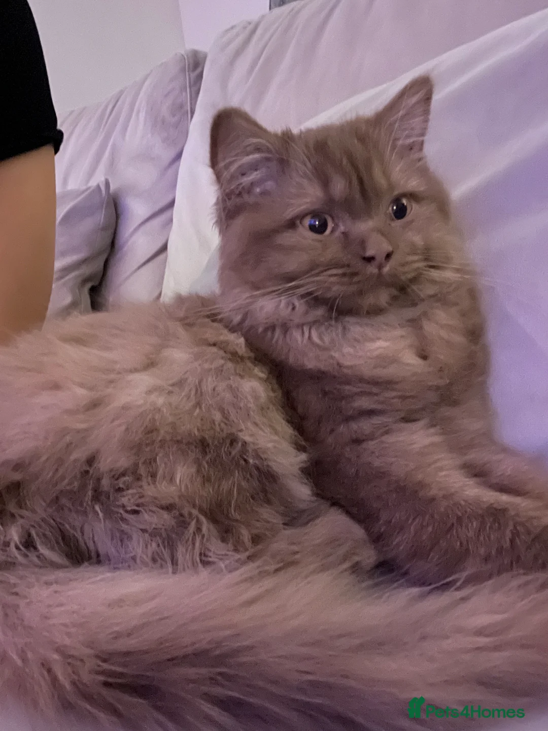 British Longhair cats for sale: Cinnamon British long hair female  - Advert 9