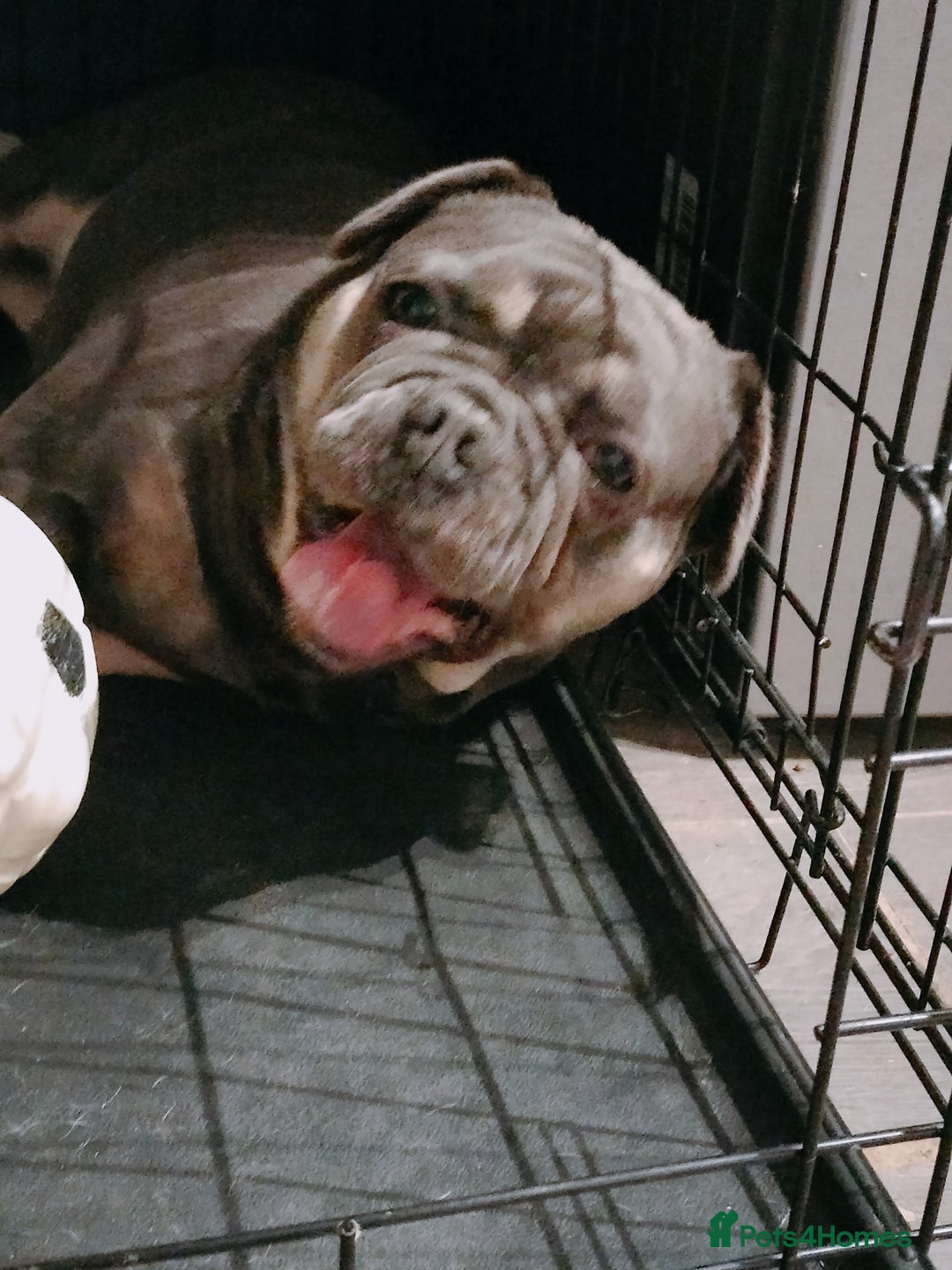 French Bulldog dogs for sale: Female french bulldog to rehome - Advert 3