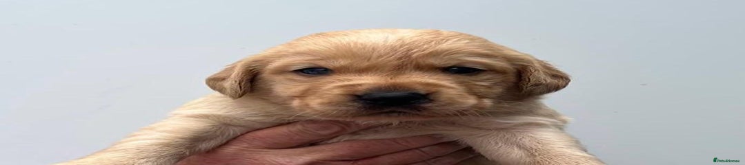 Goldador Puppy 2