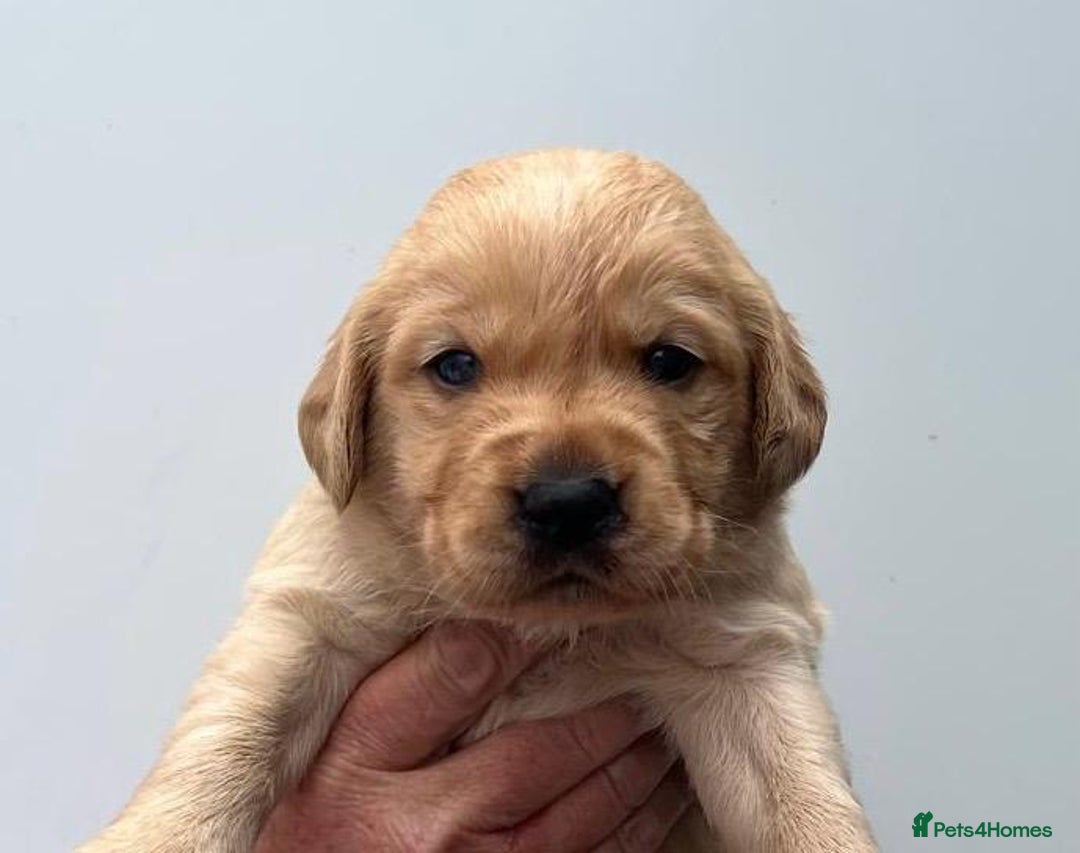 Goldador dogs for sale: F1 Golador puppies for sale  - Image 5