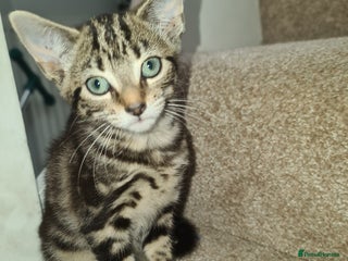 Mixed Breed cats 6 month old kitten. - Advert 3