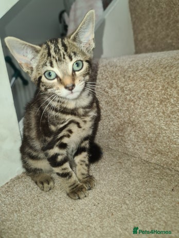 Mixed Breed cats 6 month old kitten. - Advert 2