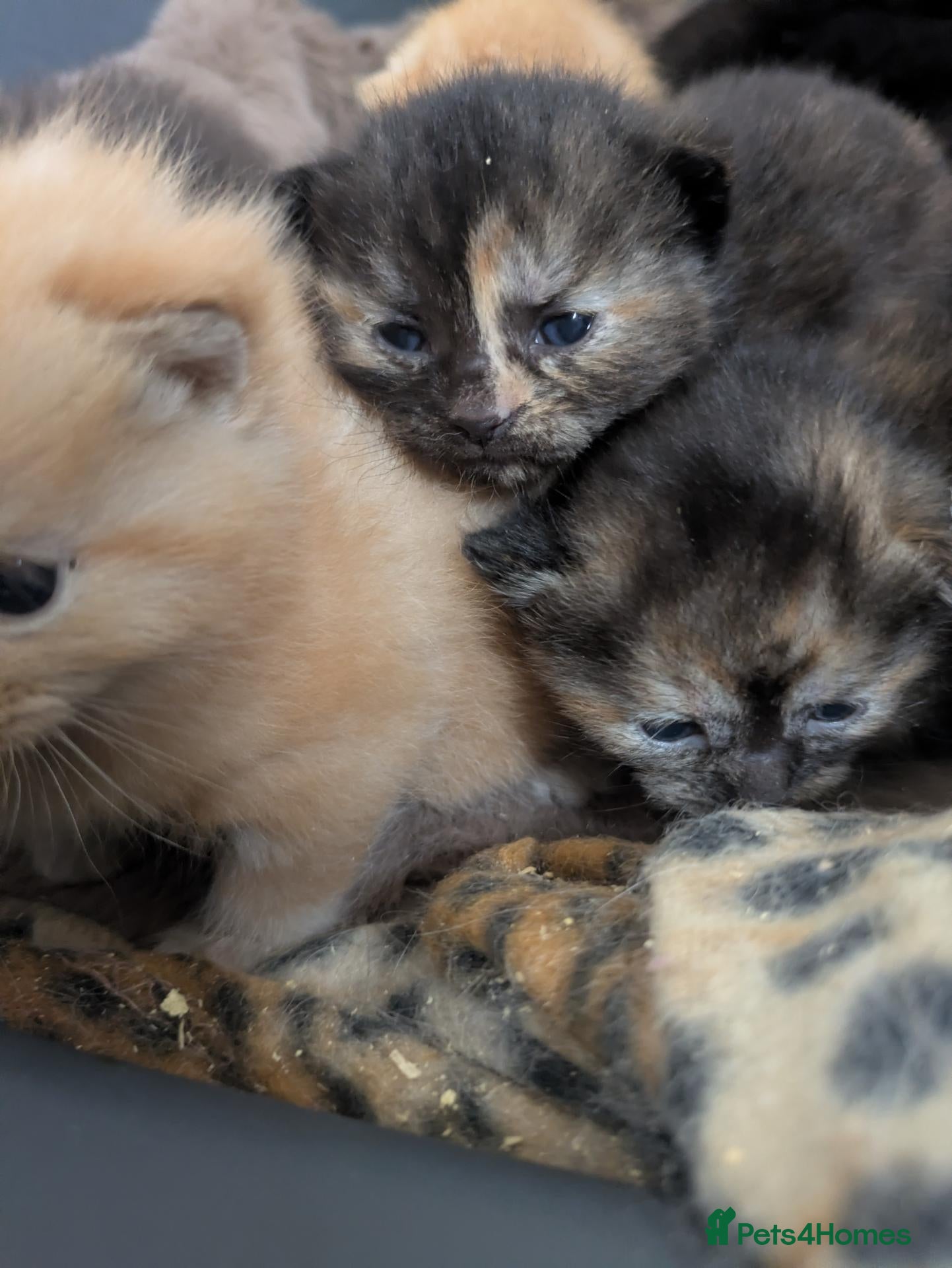 Mixed Breed cats Half-Ragdolls Kitties - Advert 13