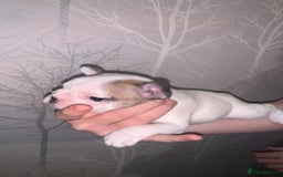 French Bulldog dogs for sale: French bulldog pups  - Image 9
