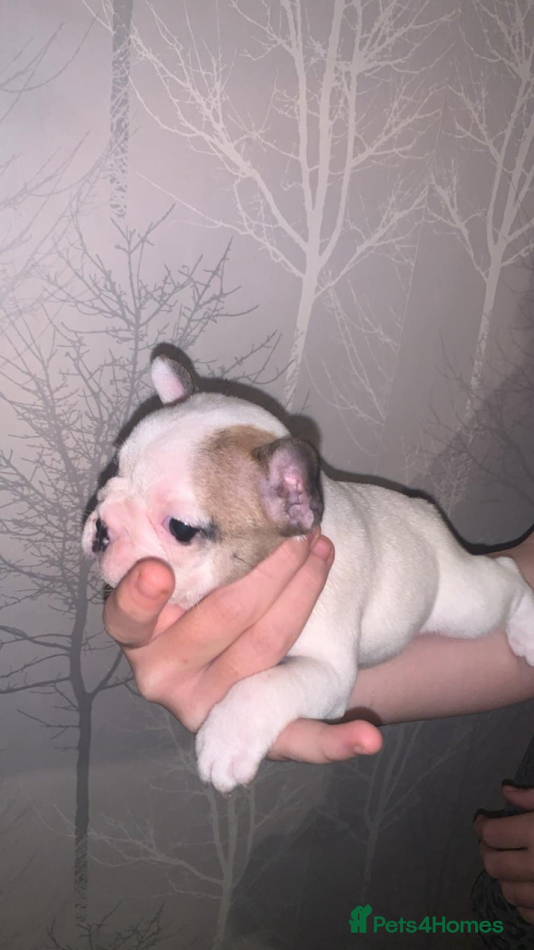 French Bulldog dogs for sale: French bulldog pups  - Image 9