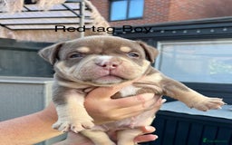 American Bully dogs for sale: Stunning pocket bully litter fully registered  - Image 8
