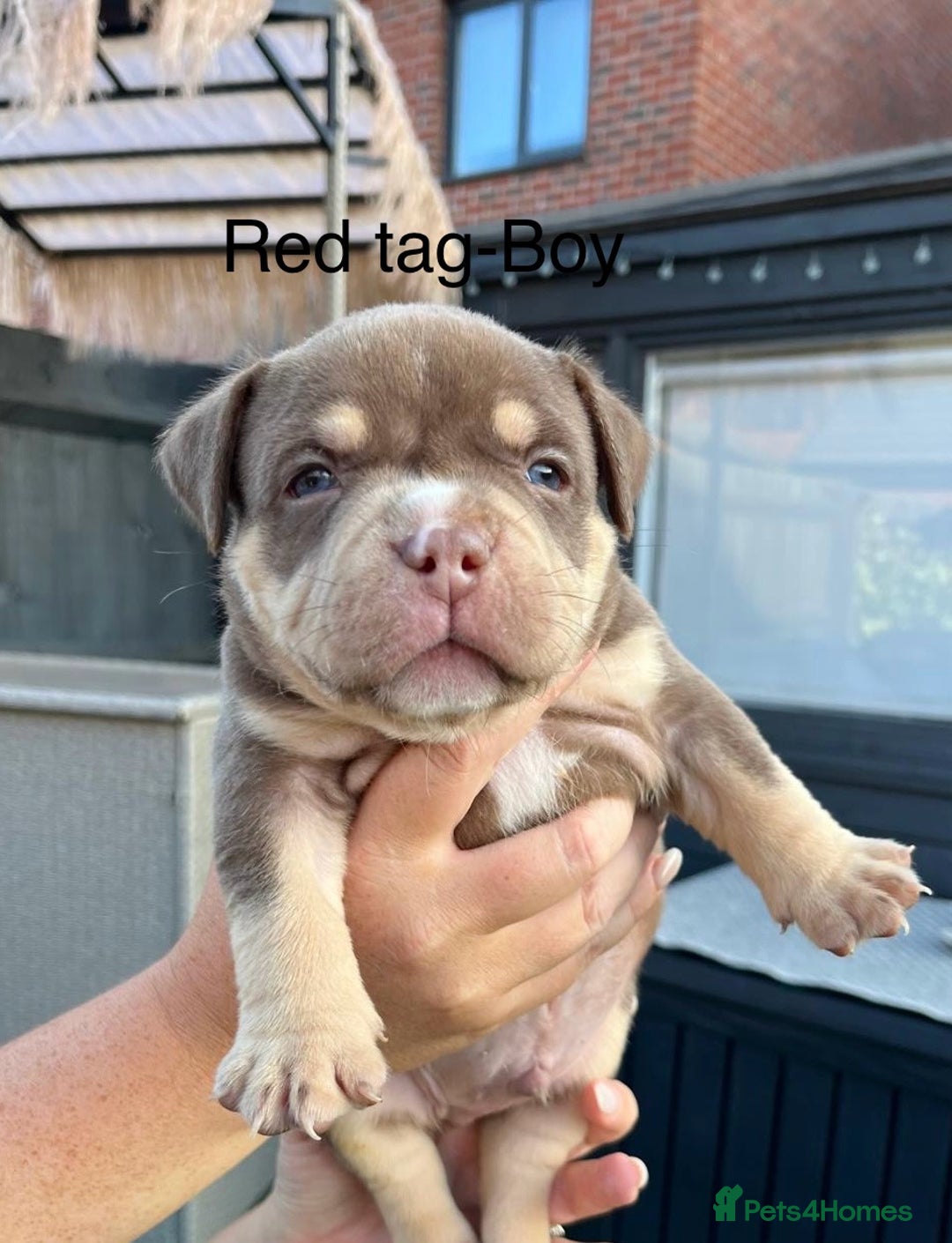 American Bully dogs for sale: Stunning pocket bully litter fully registered  - Image 8
