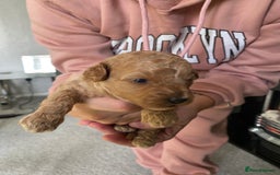 Poochon dogs for sale: 🐶🐾 4 STUNNING POOCHON PUPS 🐾🐶 - Image 6
