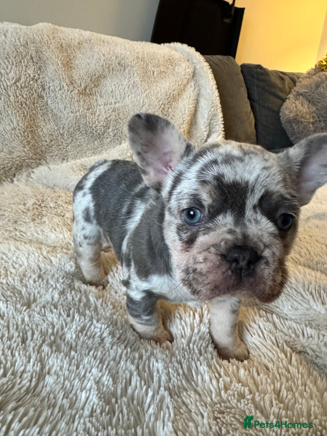 French Bulldog dogs for sale: Female Merle French bulldog  - Advert 6