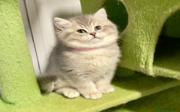 British Shorthair cats for sale: 3 GCCF British Shorthair Kittens– Champion Lines - Advert 24