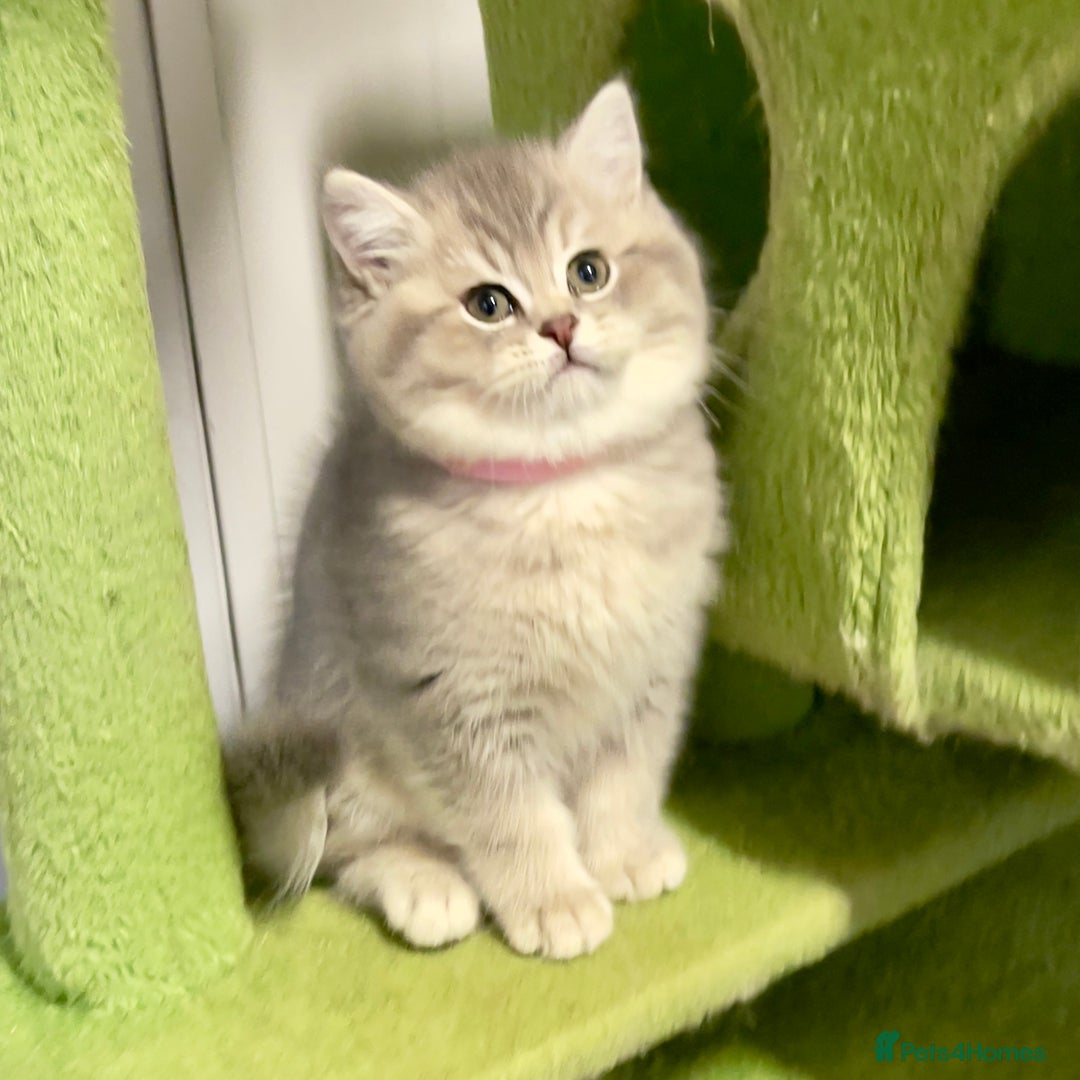 British Shorthair cats for sale: 3 GCCF British Shorthair Kittens– Champion Lines - Advert 24