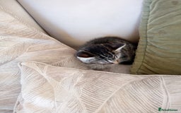 Mixed Breed cats for sale: 6 bonny kittens - Advert 8