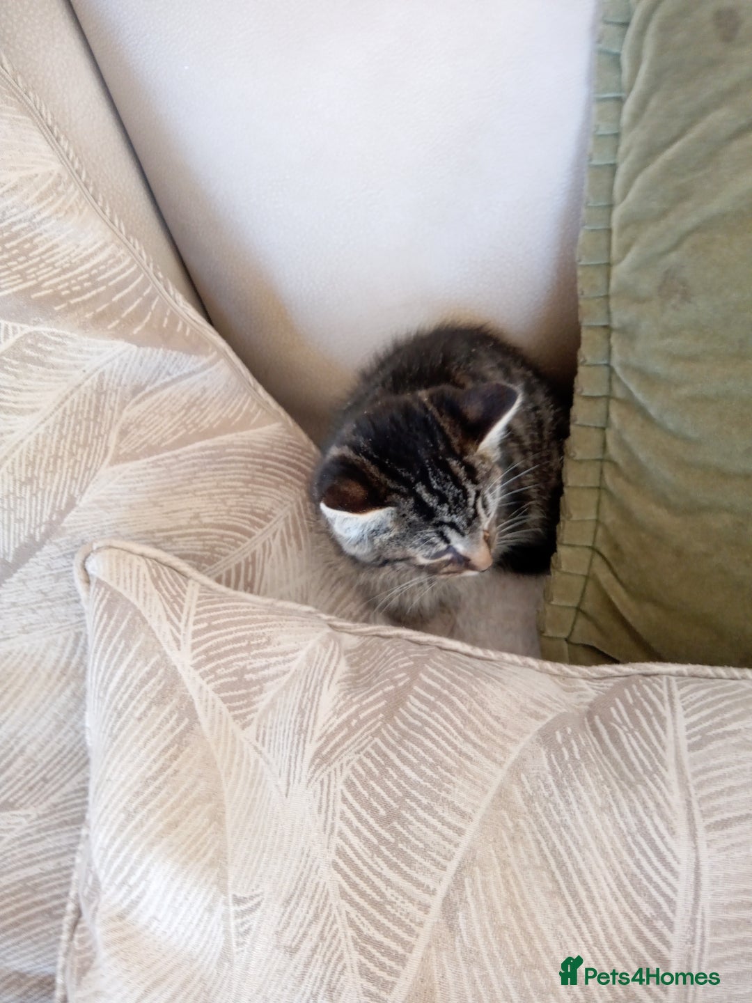 Mixed Breed cats for sale: 6 bonny kittens - Advert 8