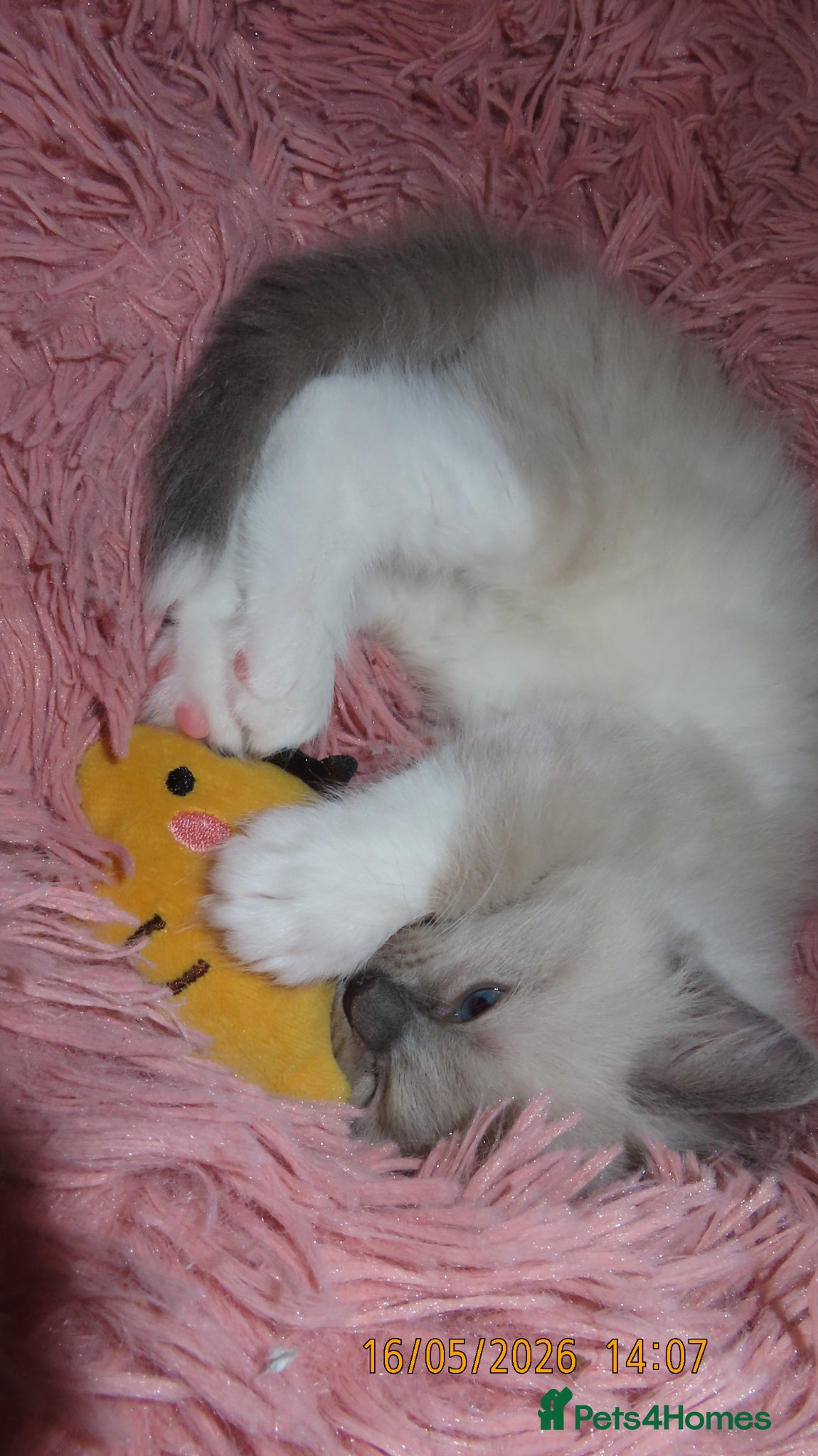 Ragdoll cats for sale: Beautiful Blue Point Mitted Ragdoll Boy in Banbury - Advert 11
