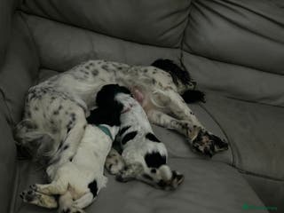 Cockapoo dogs Three beautiful cockapoos - Advert 17