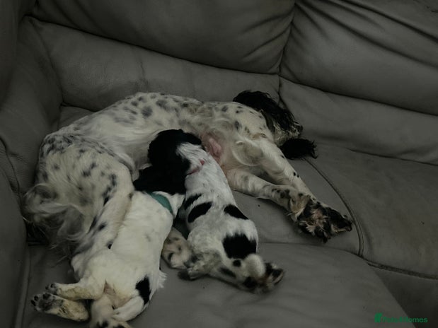 Cockapoo dogs Three beautiful cockapoos - Advert 1