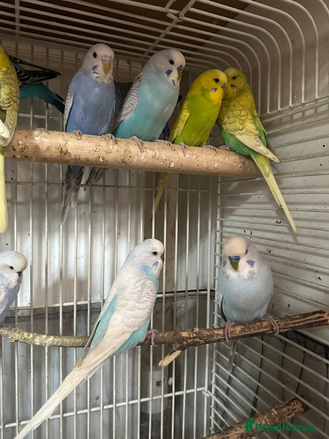 Budgerigars birds for sale: Budgies for sale - Image 2