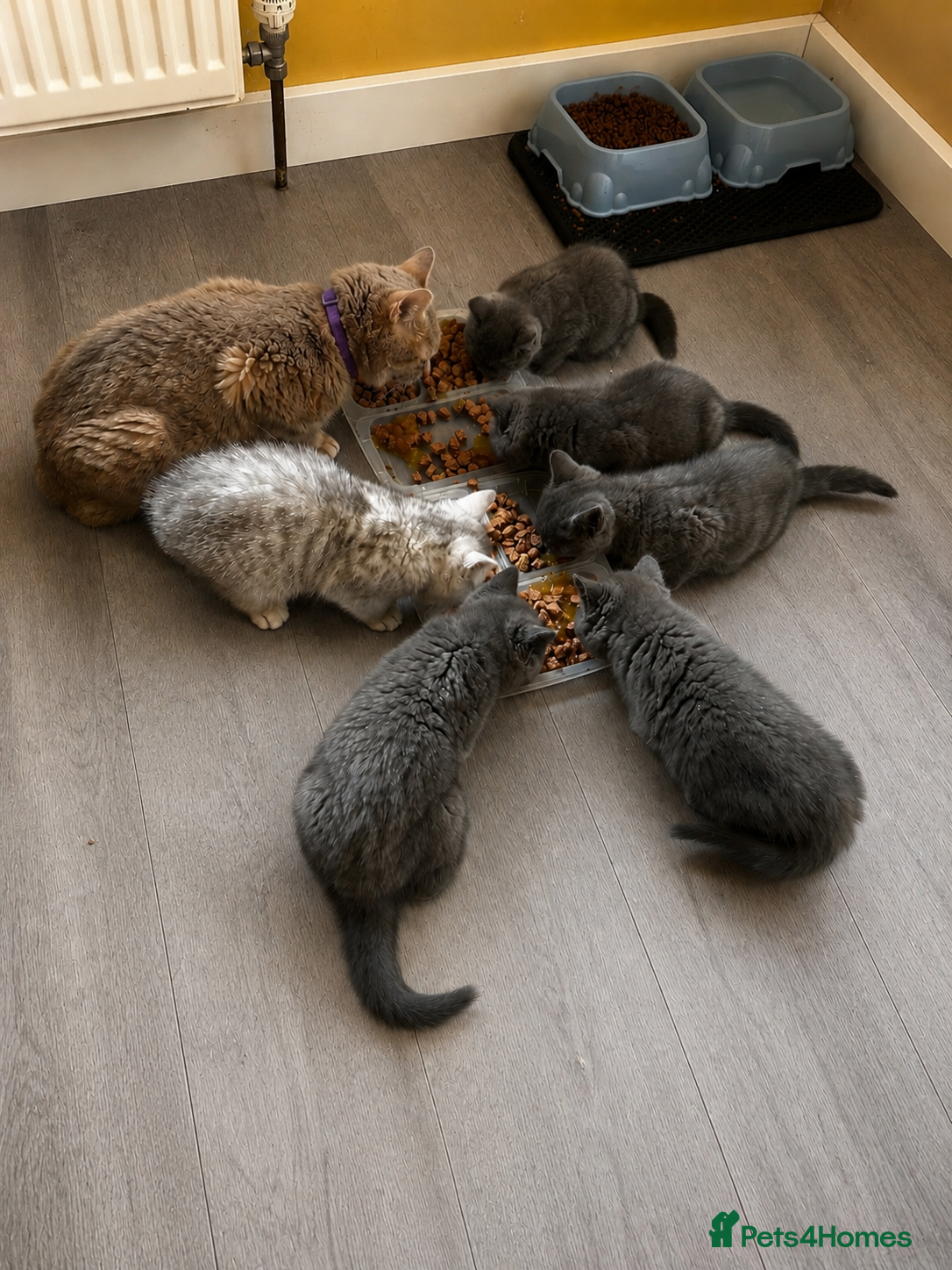 British Shorthair cats British blue teddies  - Advert 2