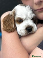 Cocker Spaniel dogs - Advert 7