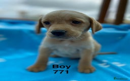 Labrador Retriever dogs for sale: Labrador Retriever - Image 2