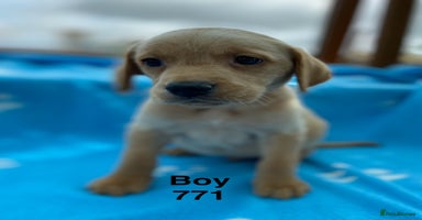 Labrador Retriever dogs - Advert 7