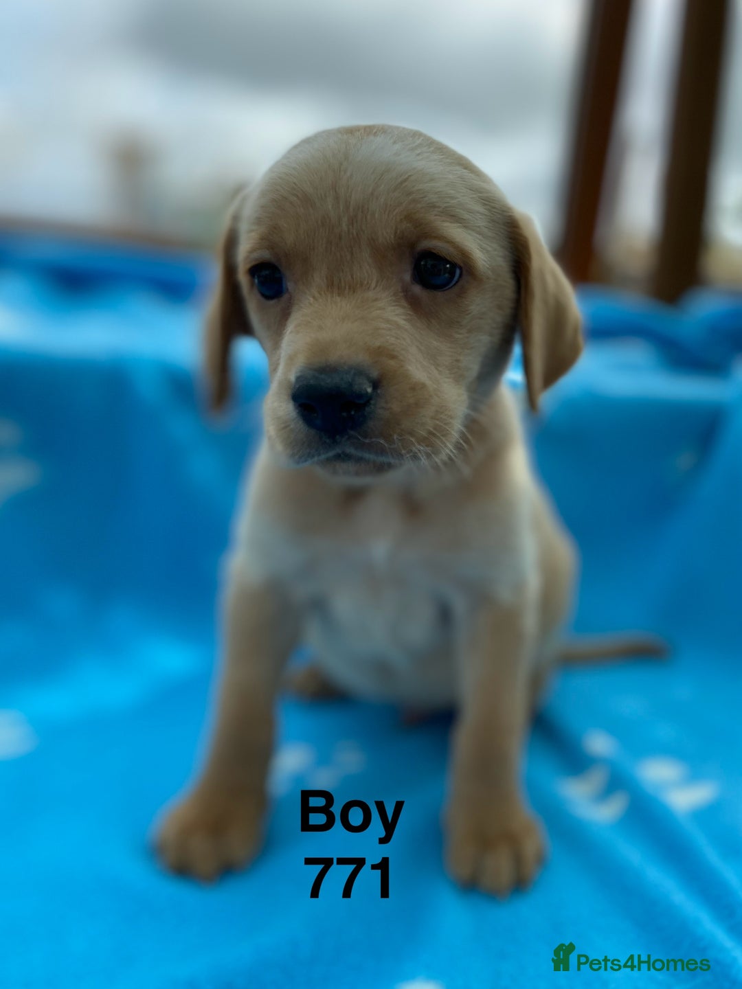 Labrador Retriever dogs for sale: Labrador Retriever - Image 2