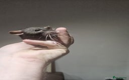 Rat rodents for sale: 2 young female rats need a new home - Image 1