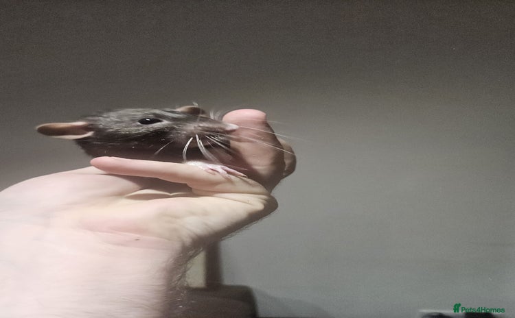 Rat rodents - Advert 8