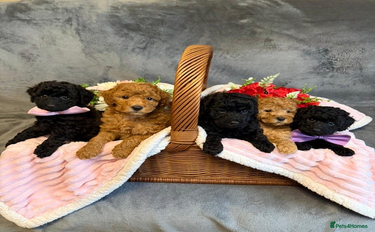 Toy Poodle dogs - Advert 5