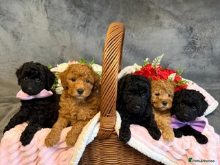 Toy Poodle dogs - Advert 19