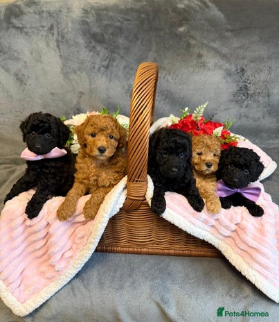 Toy Poodle dogs - Advert 5