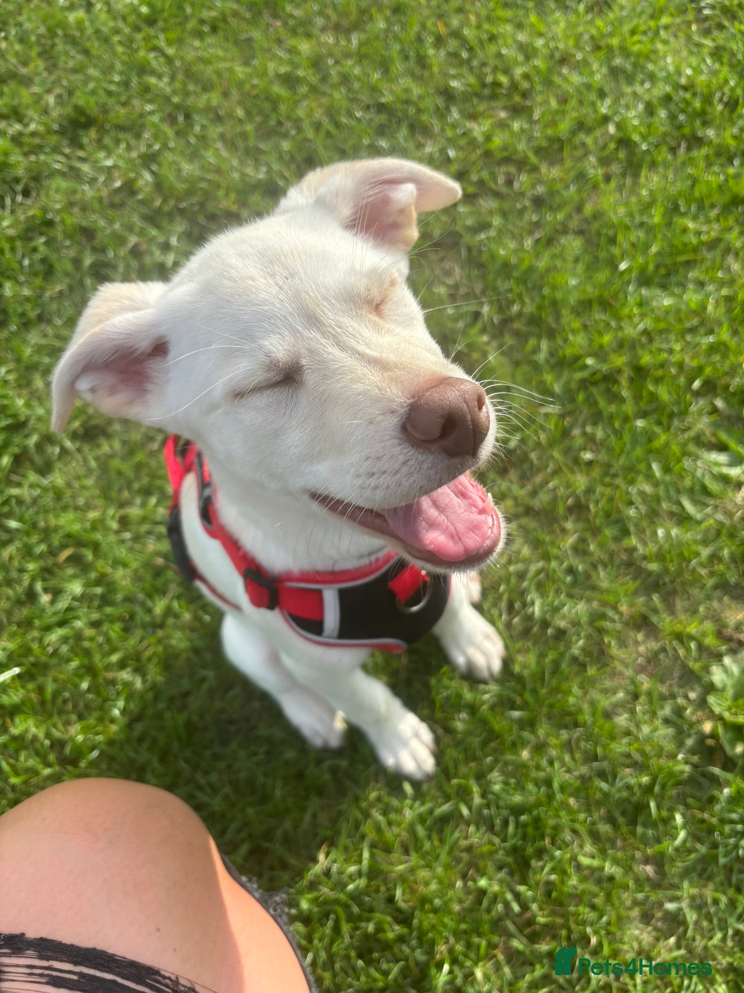 Mixed Breed dogs for sale: Labrador Husky - Image 2