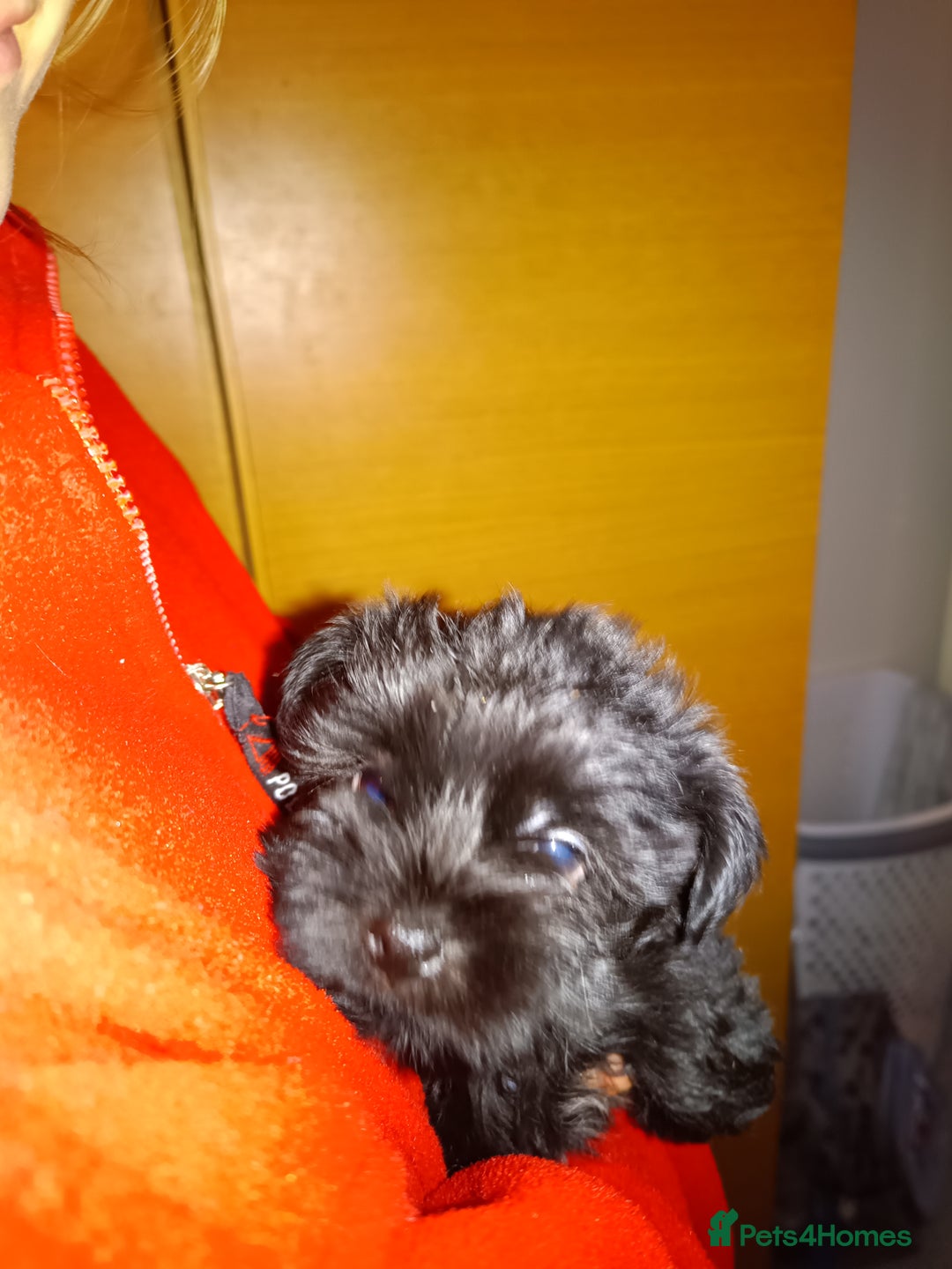 Yorkiepoo dogs for sale: Two male Yorkiepoo puppies 3 months old - Advert 2