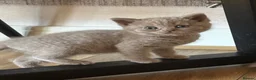 British Shorthair cats for sale: British Blue & Lilac Shorthair Kittens - Advert 10