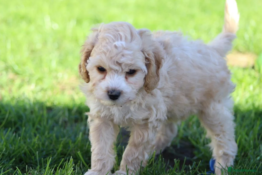 Cavapoochon dogs for sale: Beautiful Cavapoochon puppies for sale - Advert 39