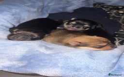 Chug dogs for sale: Beautiful chugs - Image 2