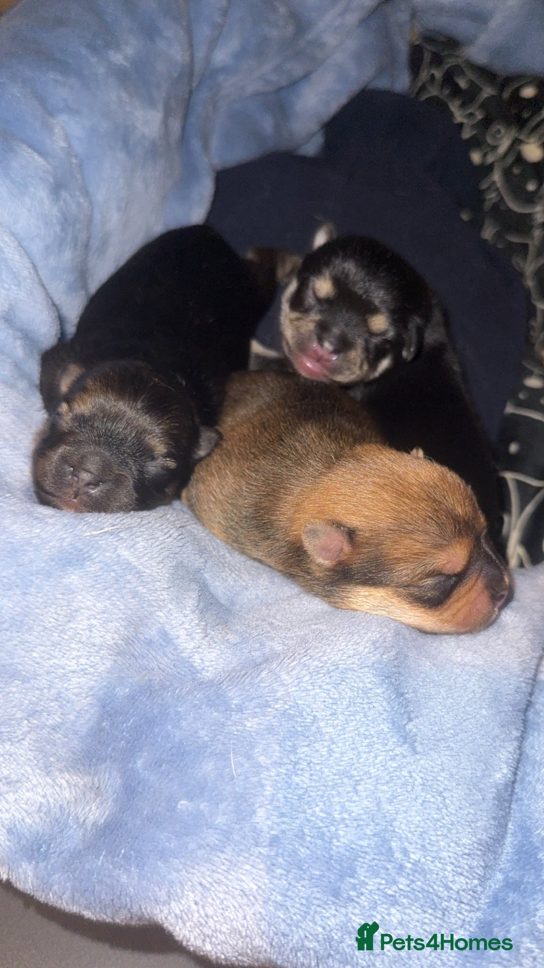 Chug dogs for sale: Beautiful chugs - Image 2
