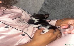 Mixed Breed cats for sale: Male kitten - Image 2