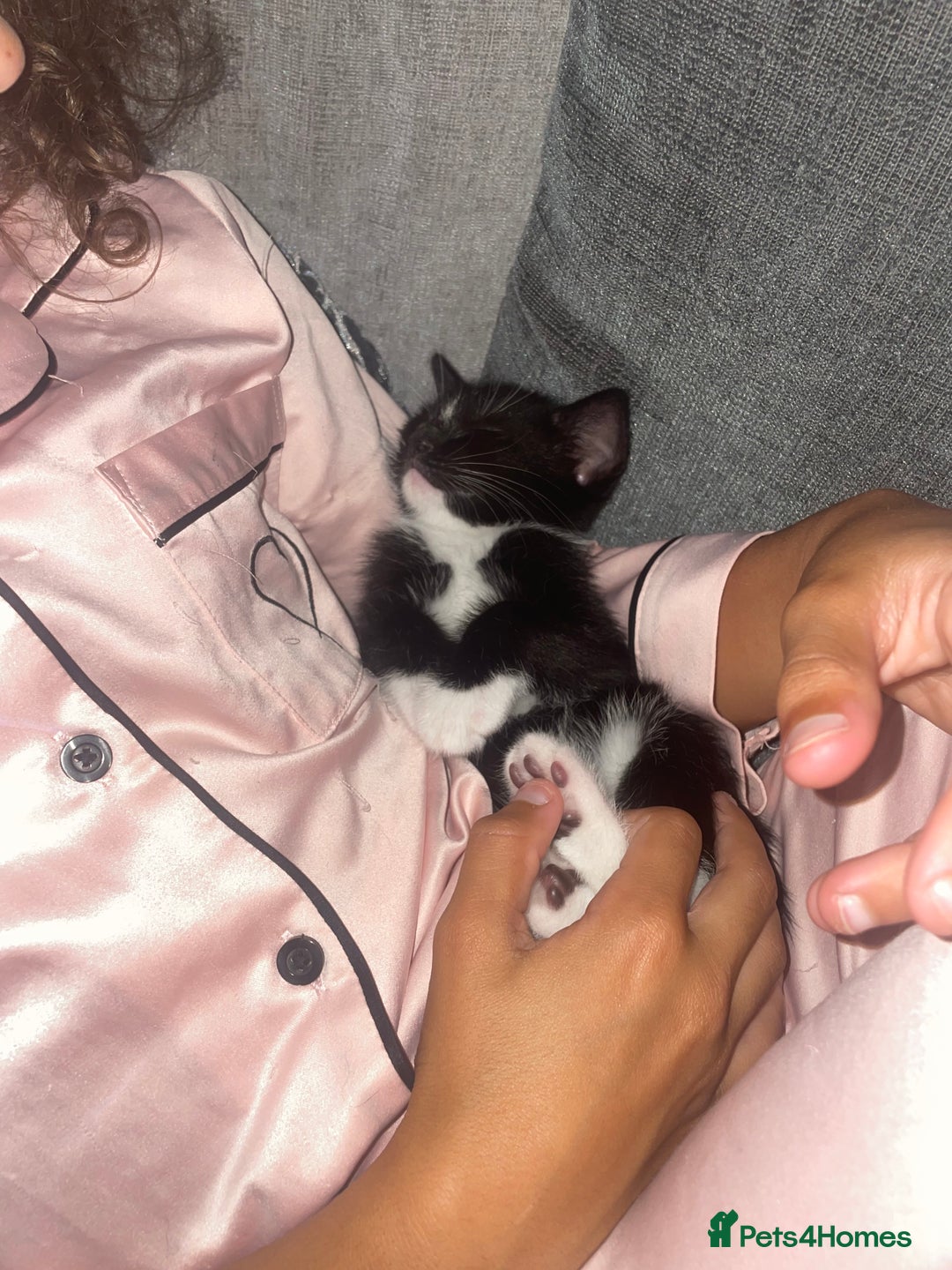 Mixed Breed cats for sale: Male kitten - Image 2