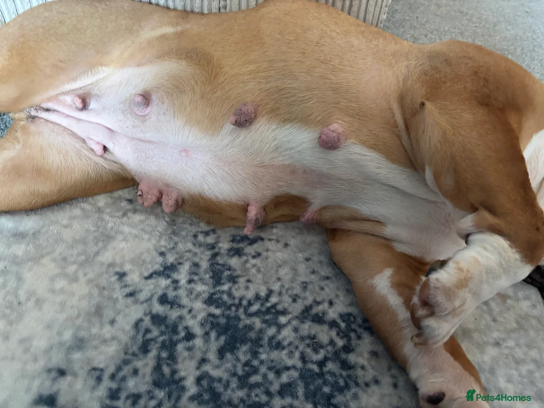 Mixed Breed dogs for sale: Cockerbull puppies due on 14th March  - Advert 2