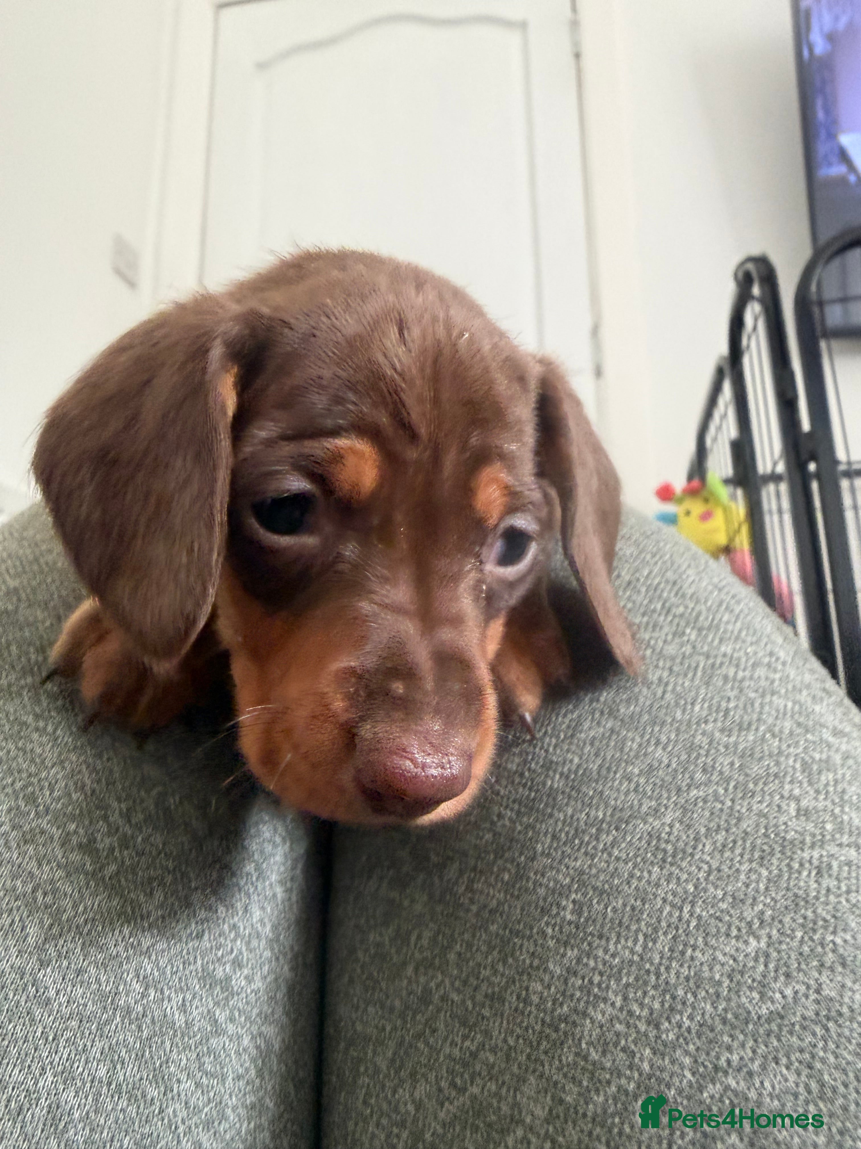 Dachshund dogs Standard Dachshunds Glasgow - Advert 2