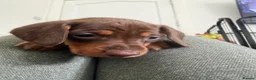 Dachshund dogs for sale: Standard Dachshunds Glasgow - Advert 1